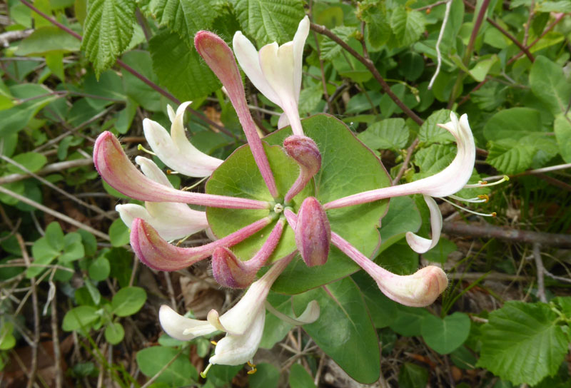 Lonicera caprifolium - Caprifoliaceae